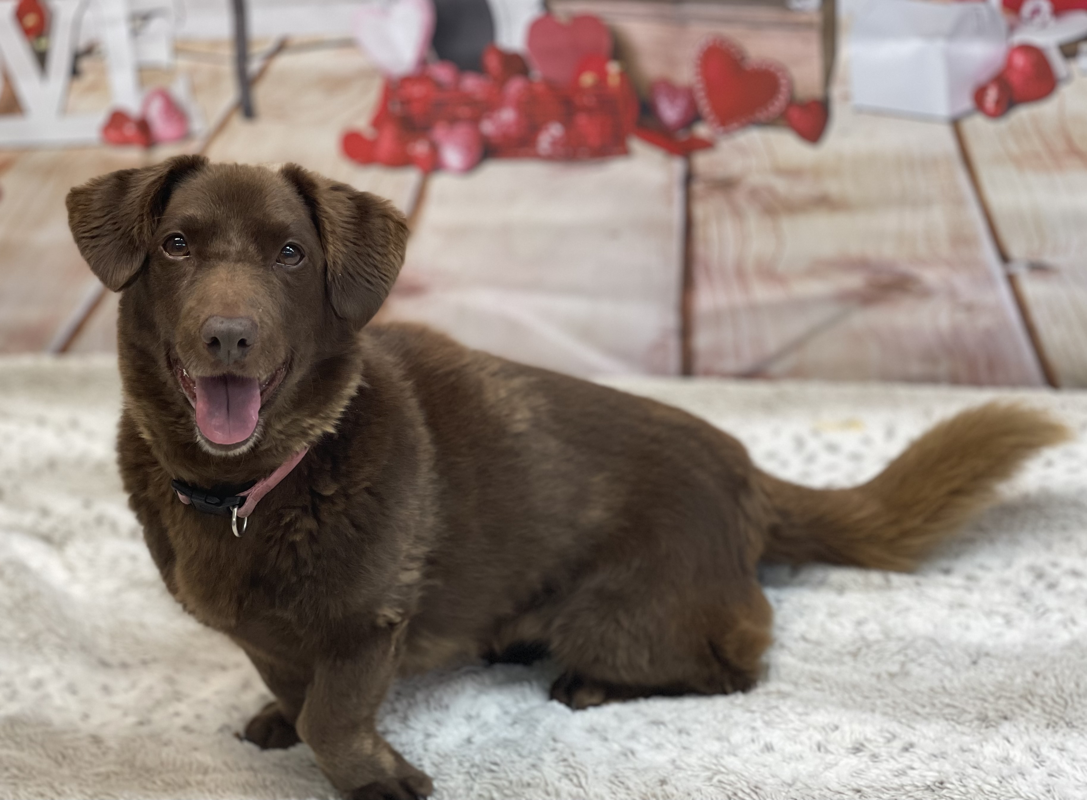 Enlarge Glitter, a Adoptable mixed breed in Lake Odessa, MI image 10/12