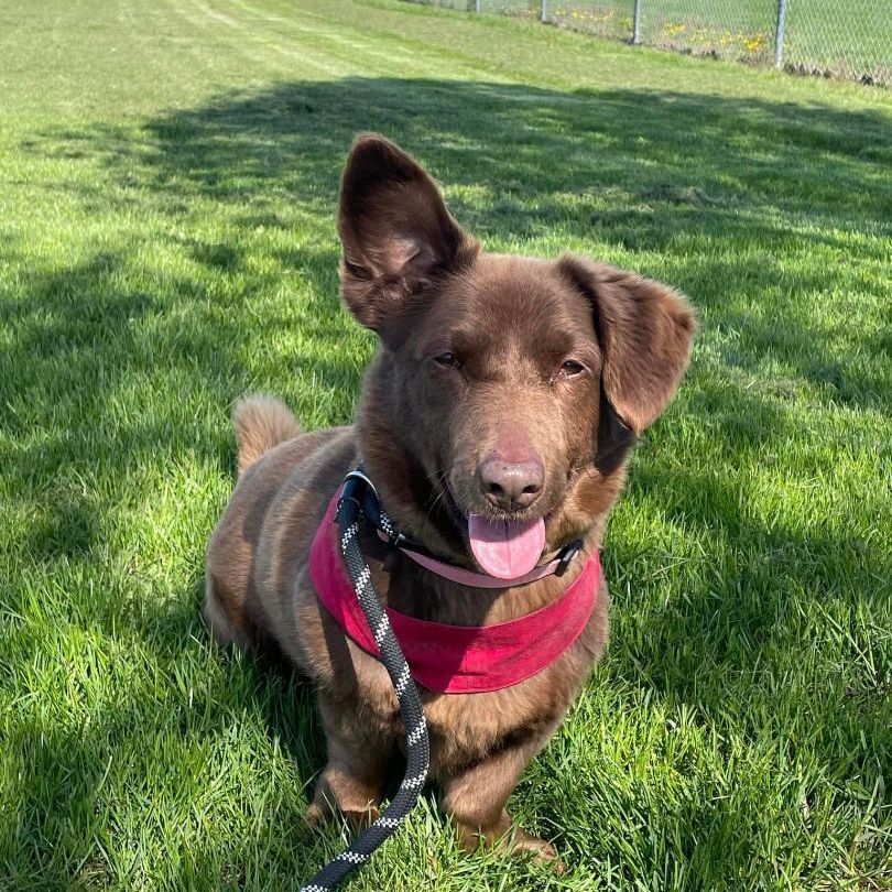 Enlarge Glitter, a Adoptable mixed breed in Lake Odessa, MI image 9/12