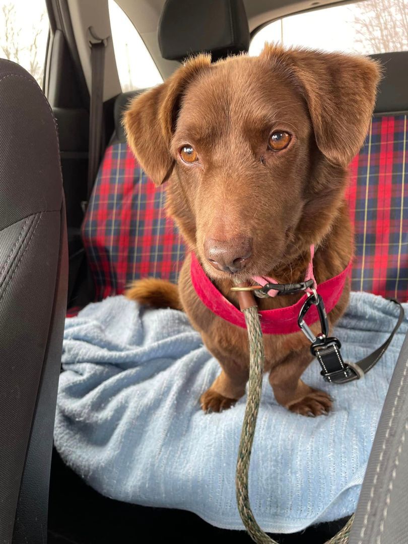 Enlarge Glitter, a Adoptable mixed breed in Lake Odessa, MI image 11/12