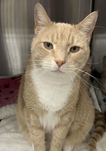 Sandy (Beacon Hill Stray), Adoptable, Senior Male Domestic Short Hair & Domestic Short Hair.