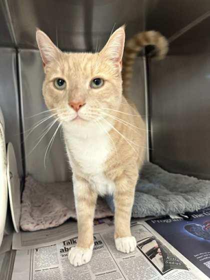 Sandy (Beacon Hill Stray), Adoptable, Adult Male Domestic Short Hair & Domestic Short Hair.