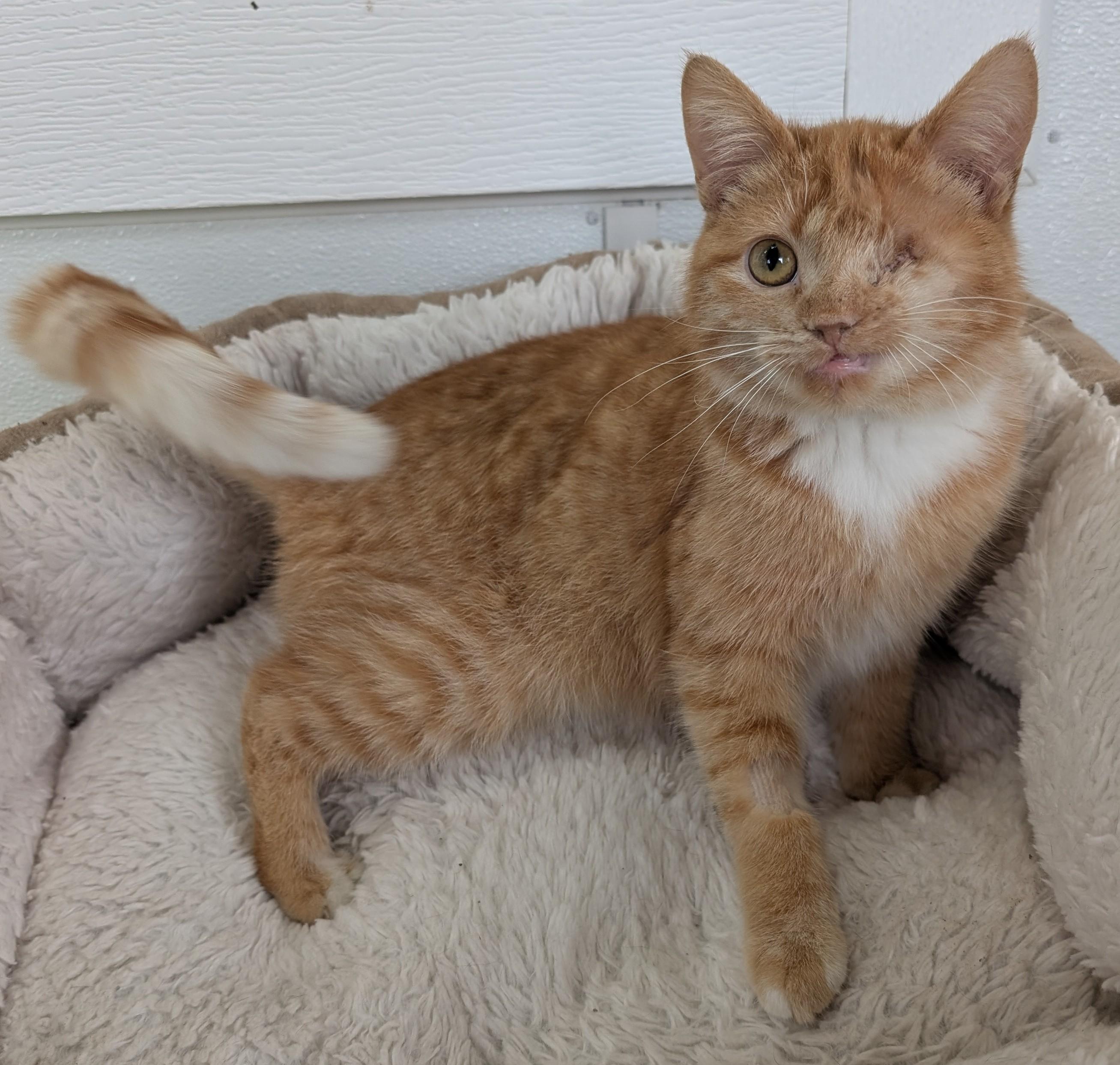 Jessie, ADOPTABLE, Adult Female Domestic Short Hair.