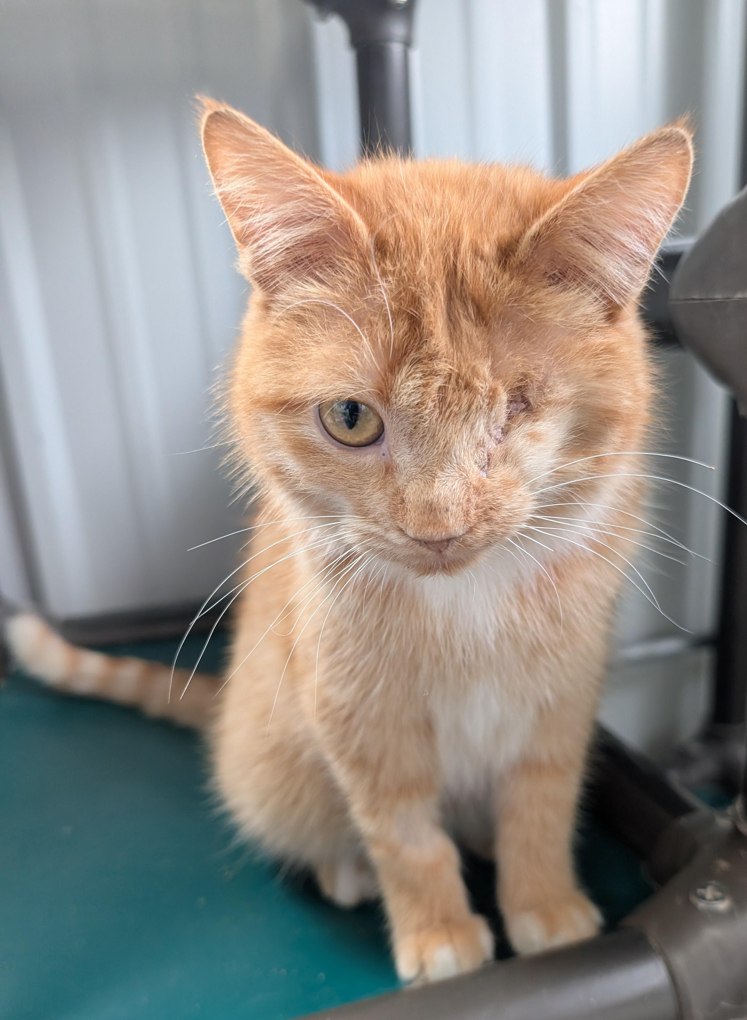 Jessie, a ADOPTABLE Domestic Short Hair in New Ulm, MN image 2/2