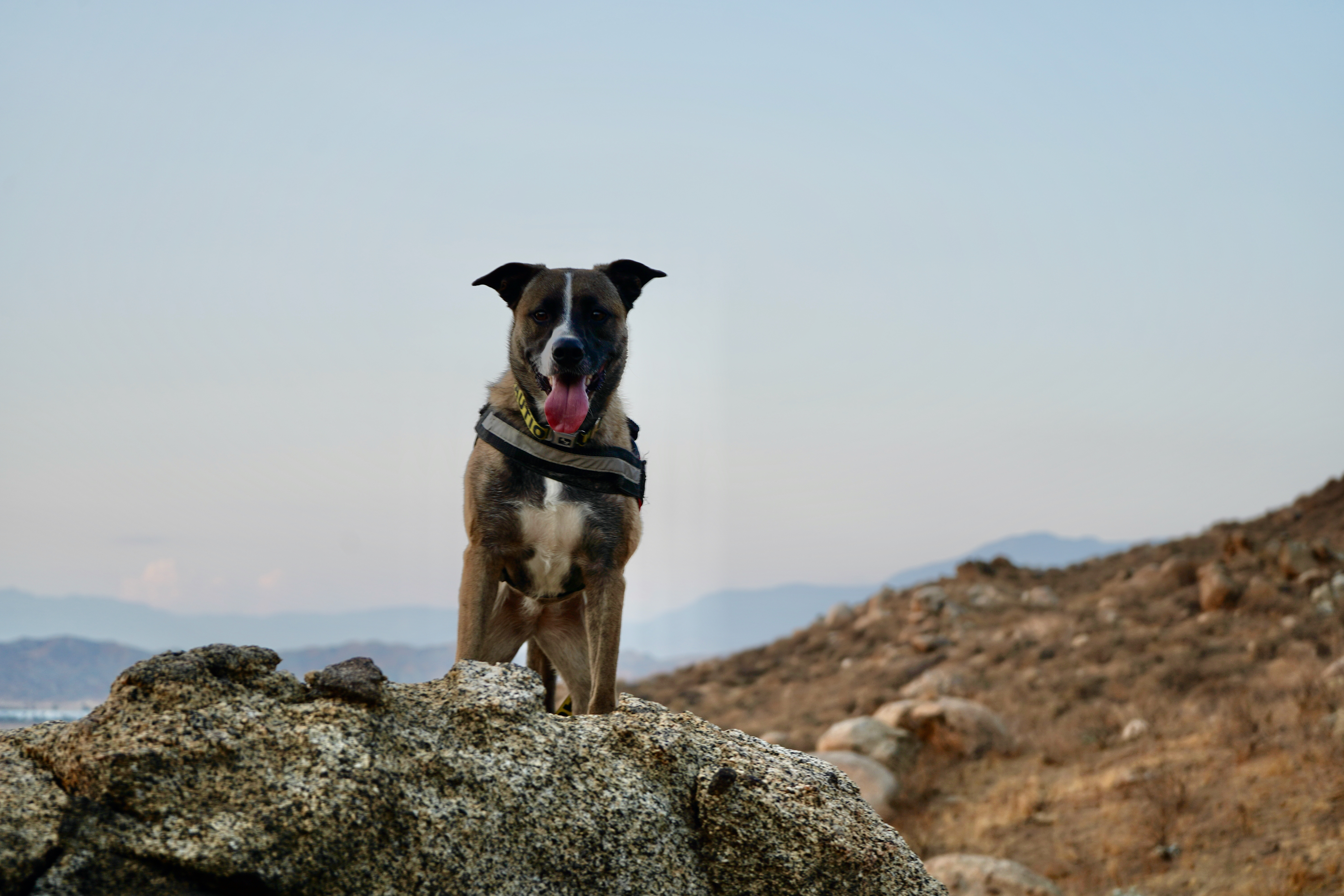 Solstice, a Adoptable mixed breed in Riverside, CA image 1/10