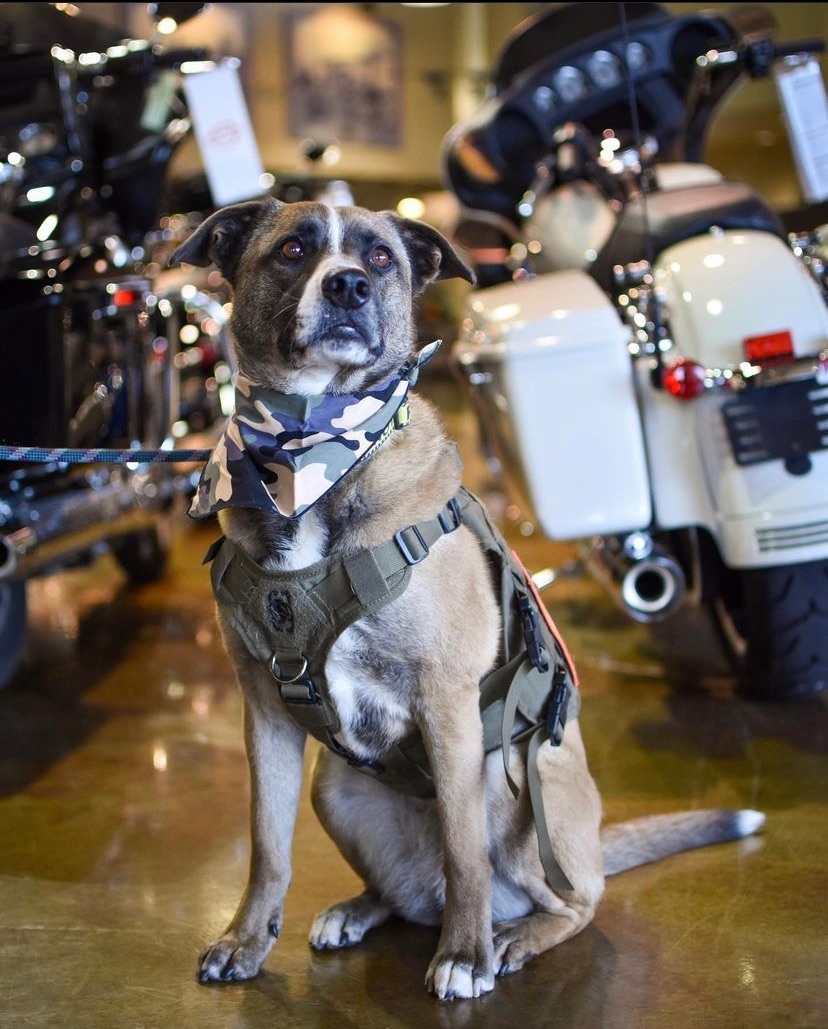 Solstice, an adoptable Husky, Cattle Dog in Riverside, CA, 92506 | Photo Image 1