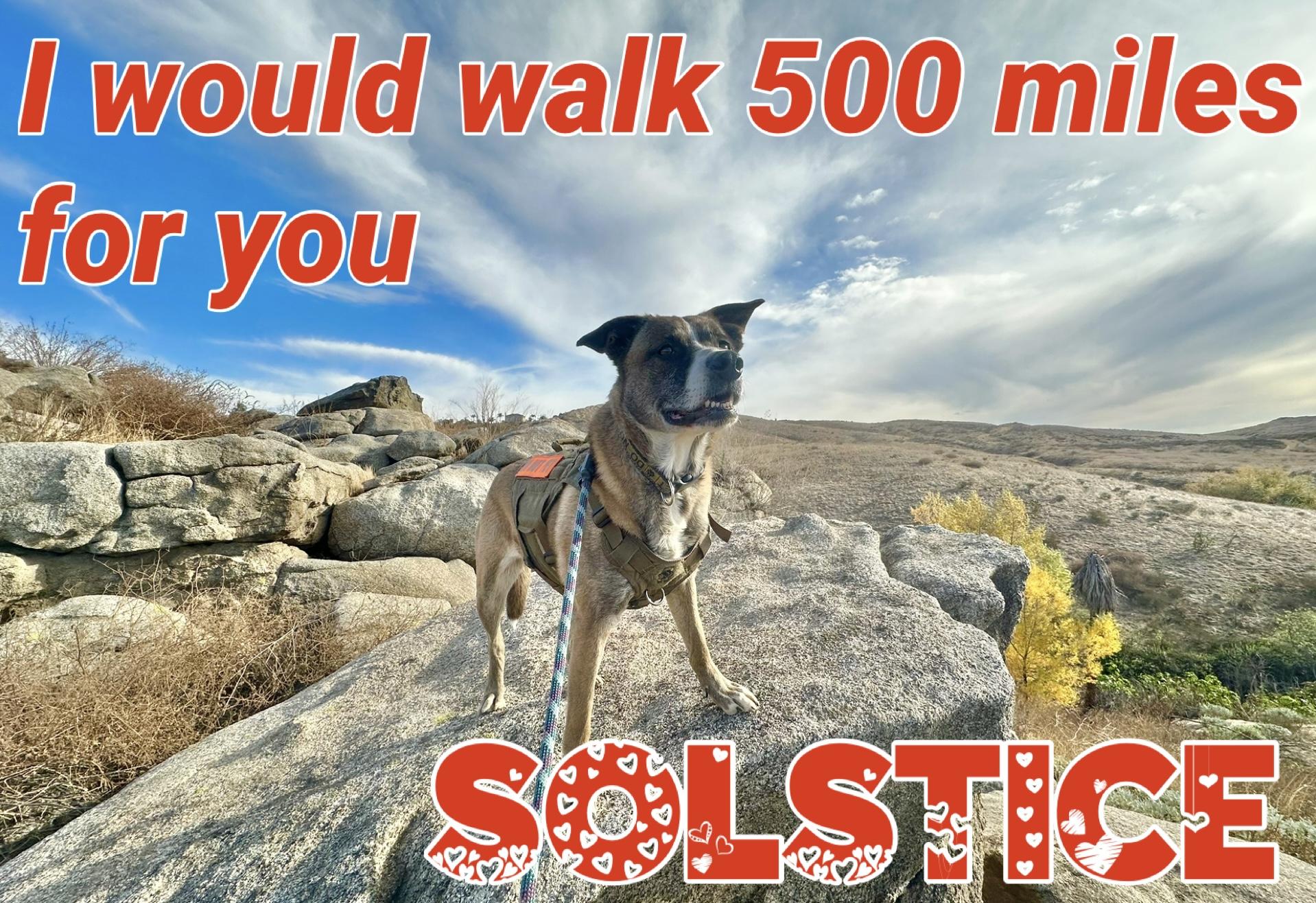 Solstice, a Adoptable mixed breed in Riverside, CA image 5/5