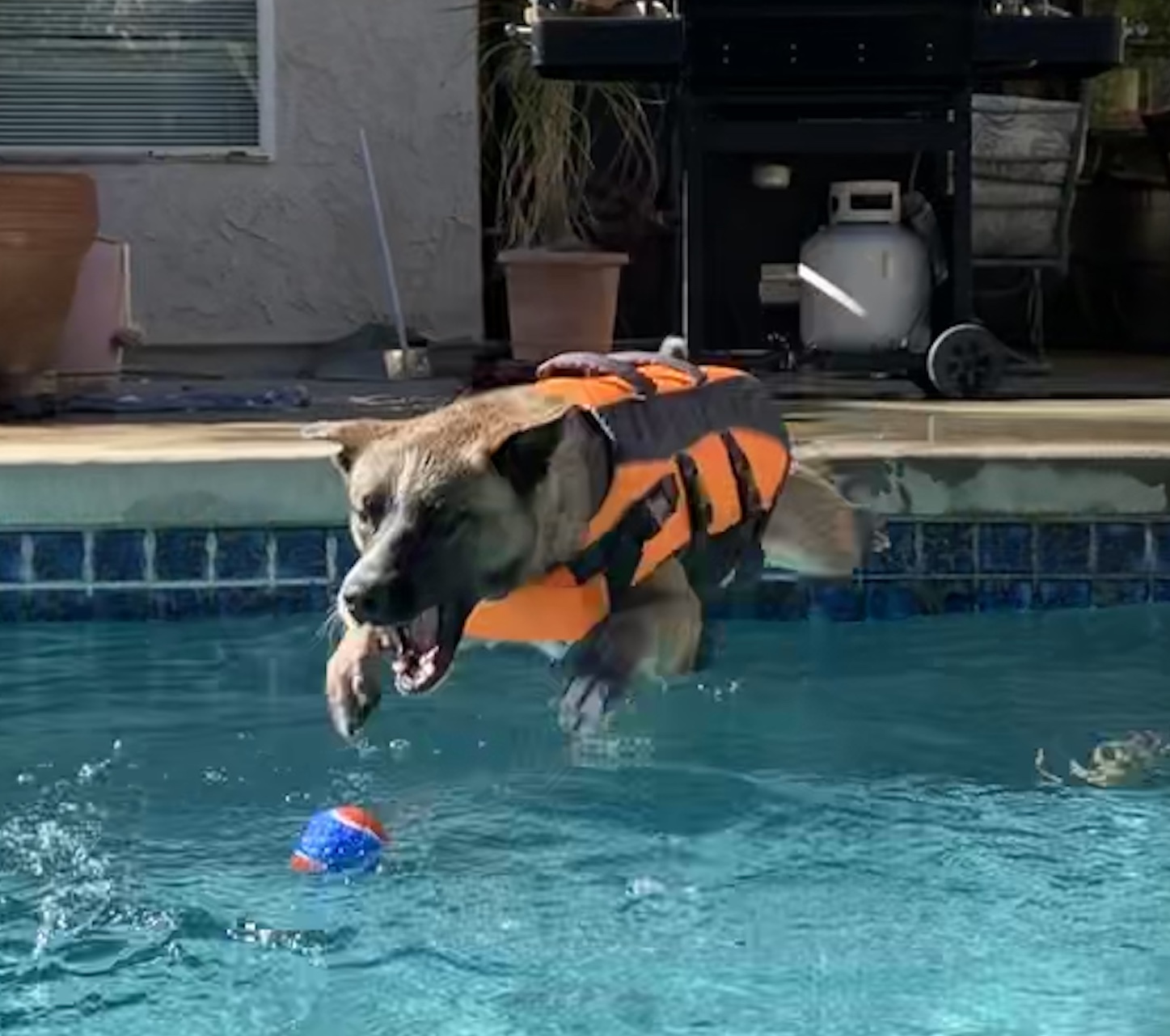 Solstice, a Adoptable mixed breed in Riverside, CA image 3/10