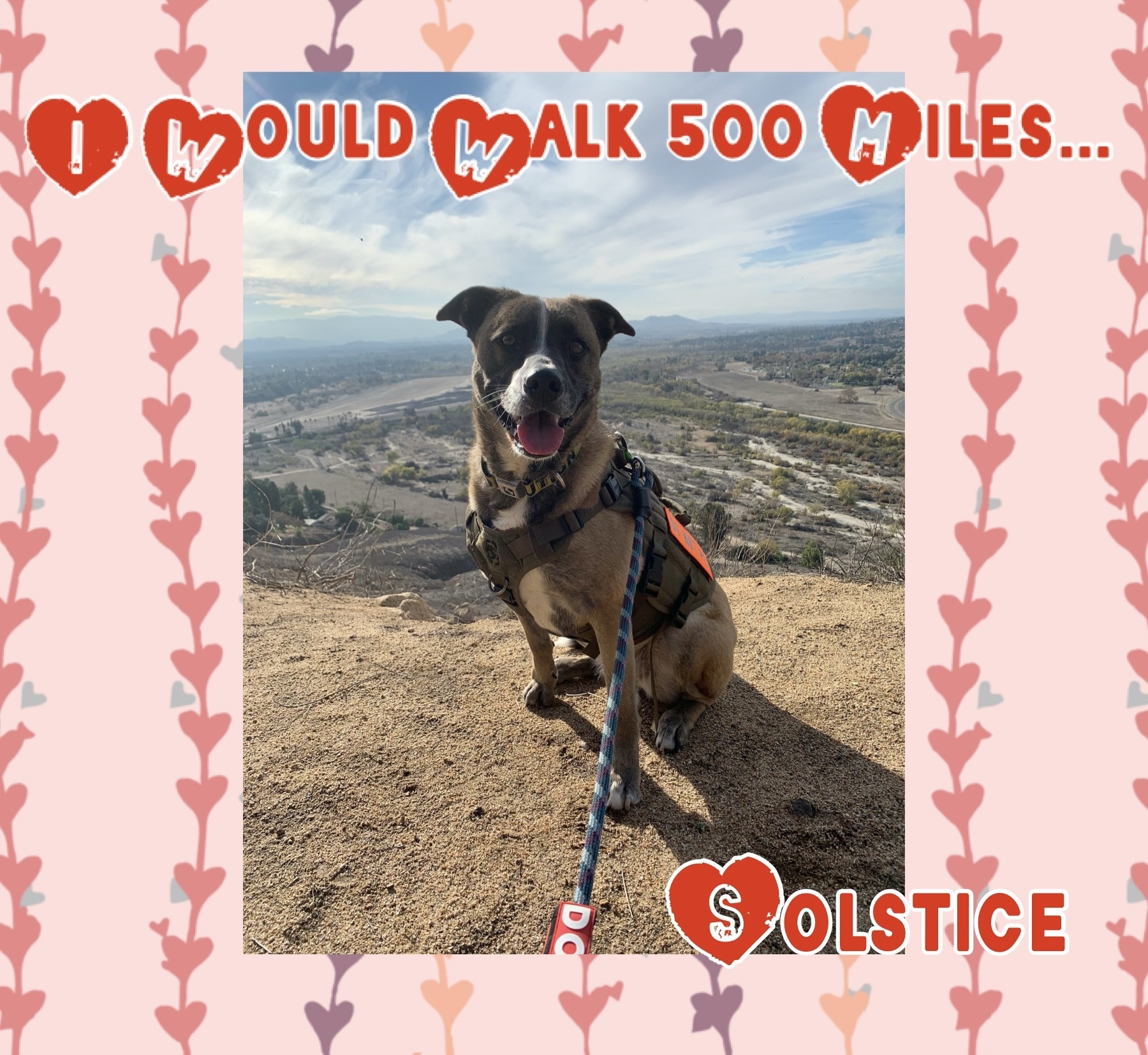 Solstice, a Adoptable mixed breed in Riverside, CA image 4/10