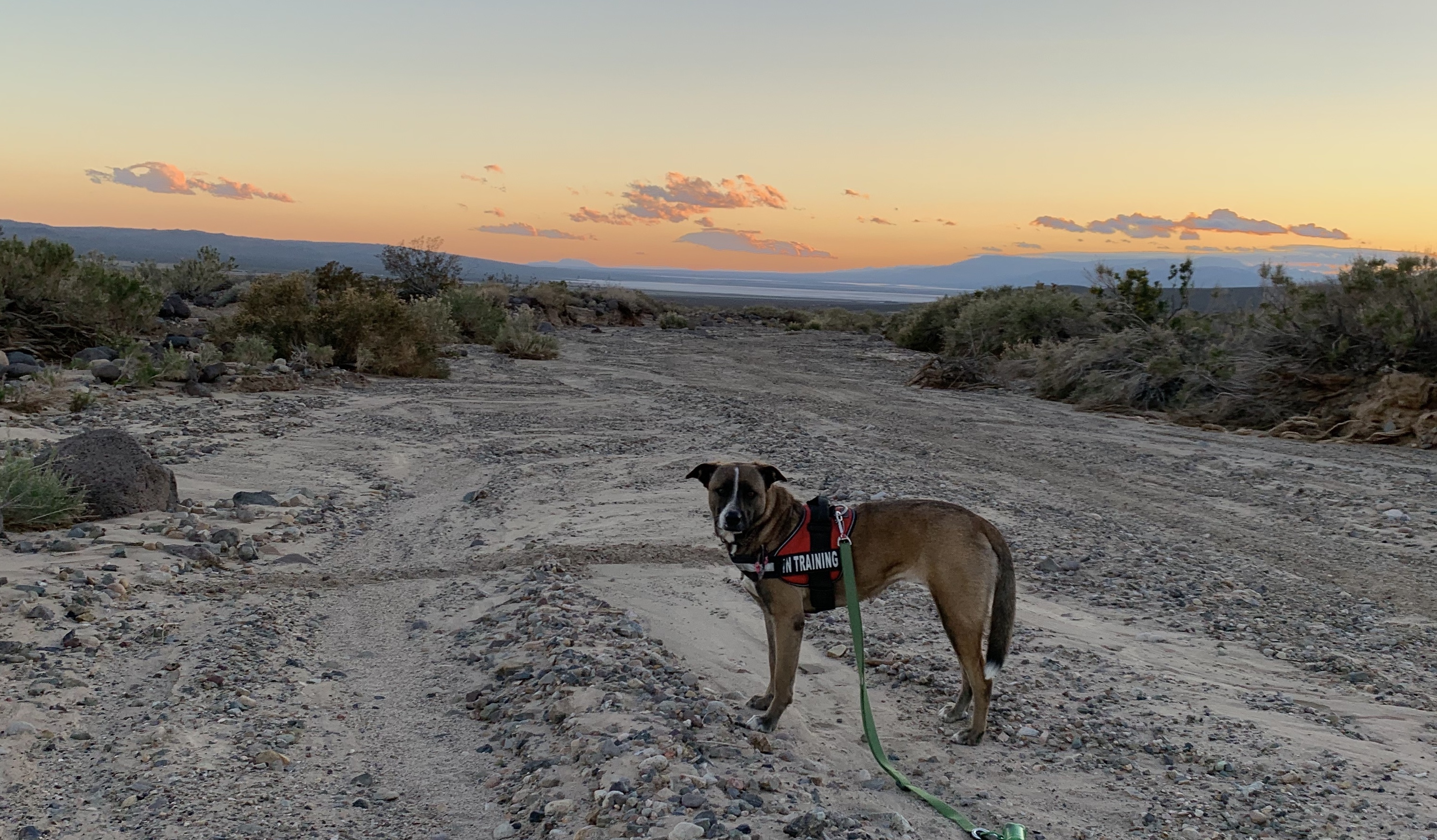 Solstice, a Adoptable mixed breed in Riverside, CA image 5/10