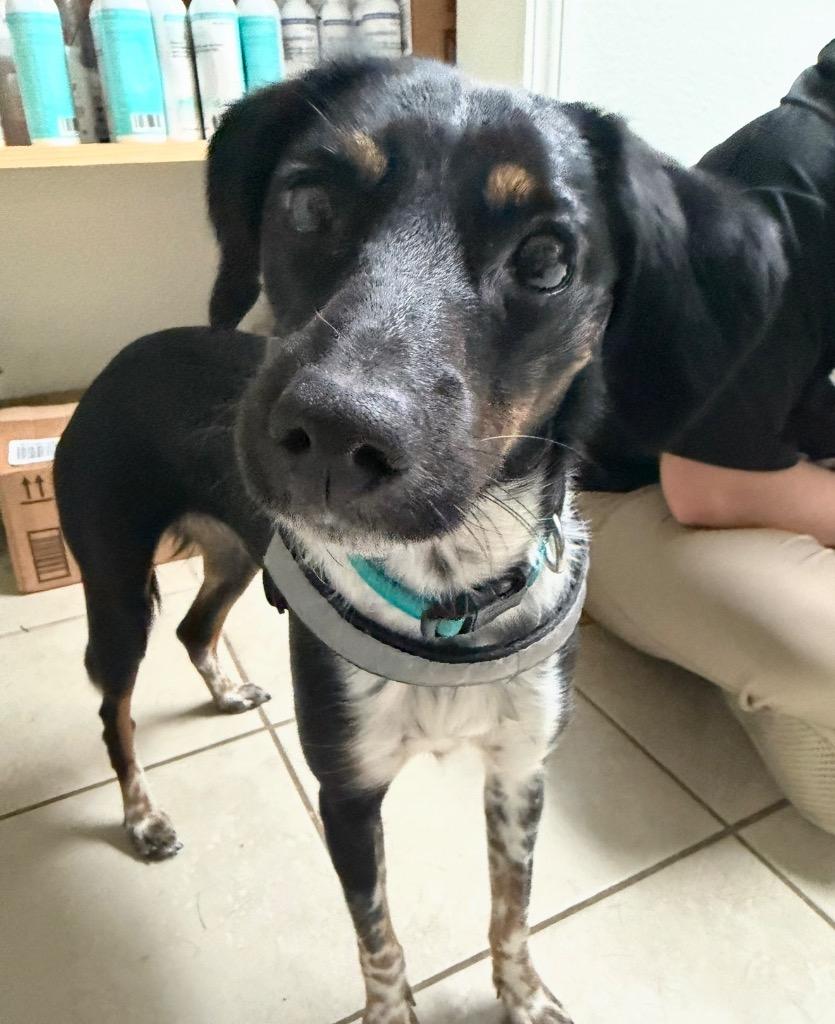 Enlarge Wednesday, a Adoptable mixed breed in St. Francisville, LA image 2/5