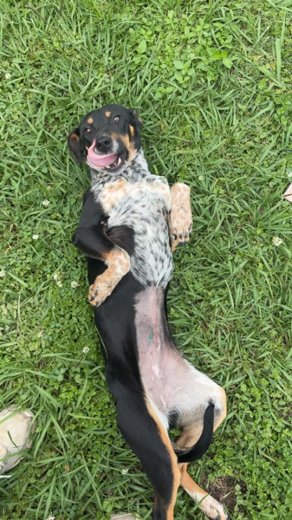 Wednesday aka Peaches, Adoptable, Puppy Female Mixed Breed.