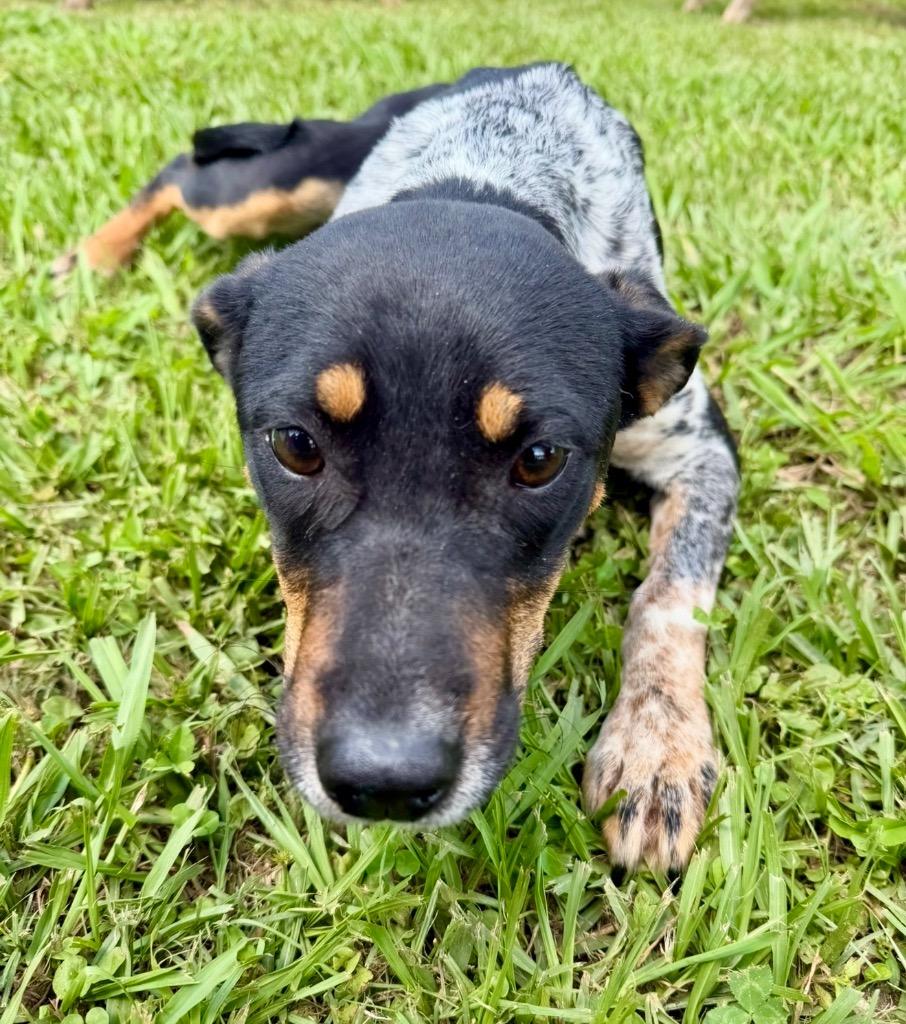 Enlarge Wednesday, a Adoptable mixed breed in St. Francisville, LA image 4/5