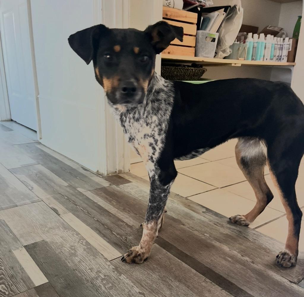 Enlarge Wednesday, a Adoptable mixed breed in St. Francisville, LA image 5/5