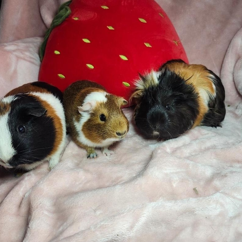 Enlarge Piada, Noodle & CoCo, a ADOPTABLE Guinea Pig in West Chester, OH image 1/2