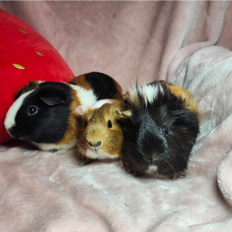 Enlarge Piada, Noodle & CoCo, a ADOPTABLE Guinea Pig in West Chester, OH image 2/2