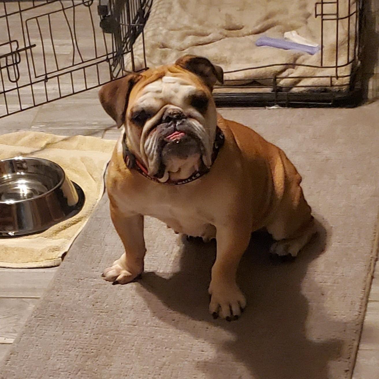 Lola, Adoptable, Young Female English Bulldog.