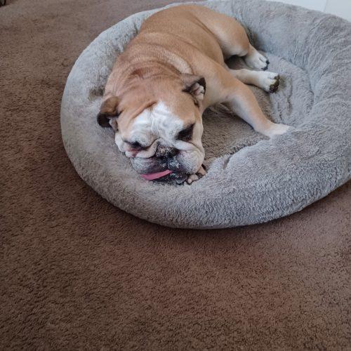 Lola, a Adoptable English Bulldog in Chicago, IL image 1/5