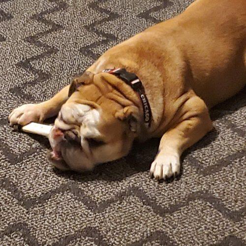 Lola, a Adoptable English Bulldog in Chicago, IL image 2/5