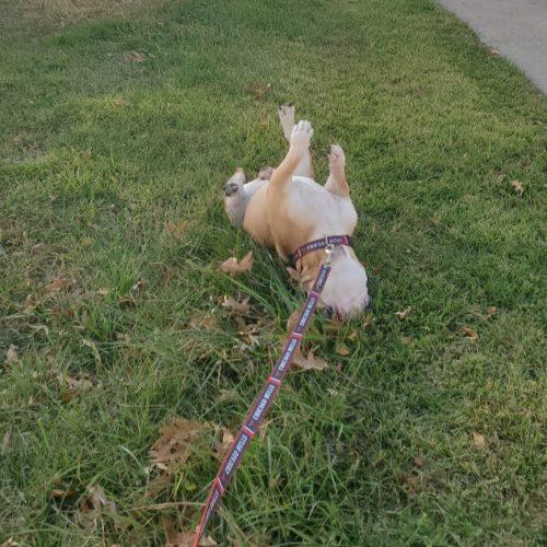 Lola, a Adoptable English Bulldog in Chicago, IL image 5/5