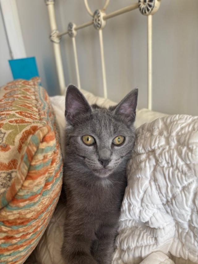 Bianca, Adoptable, Kitten Female Domestic Short Hair.