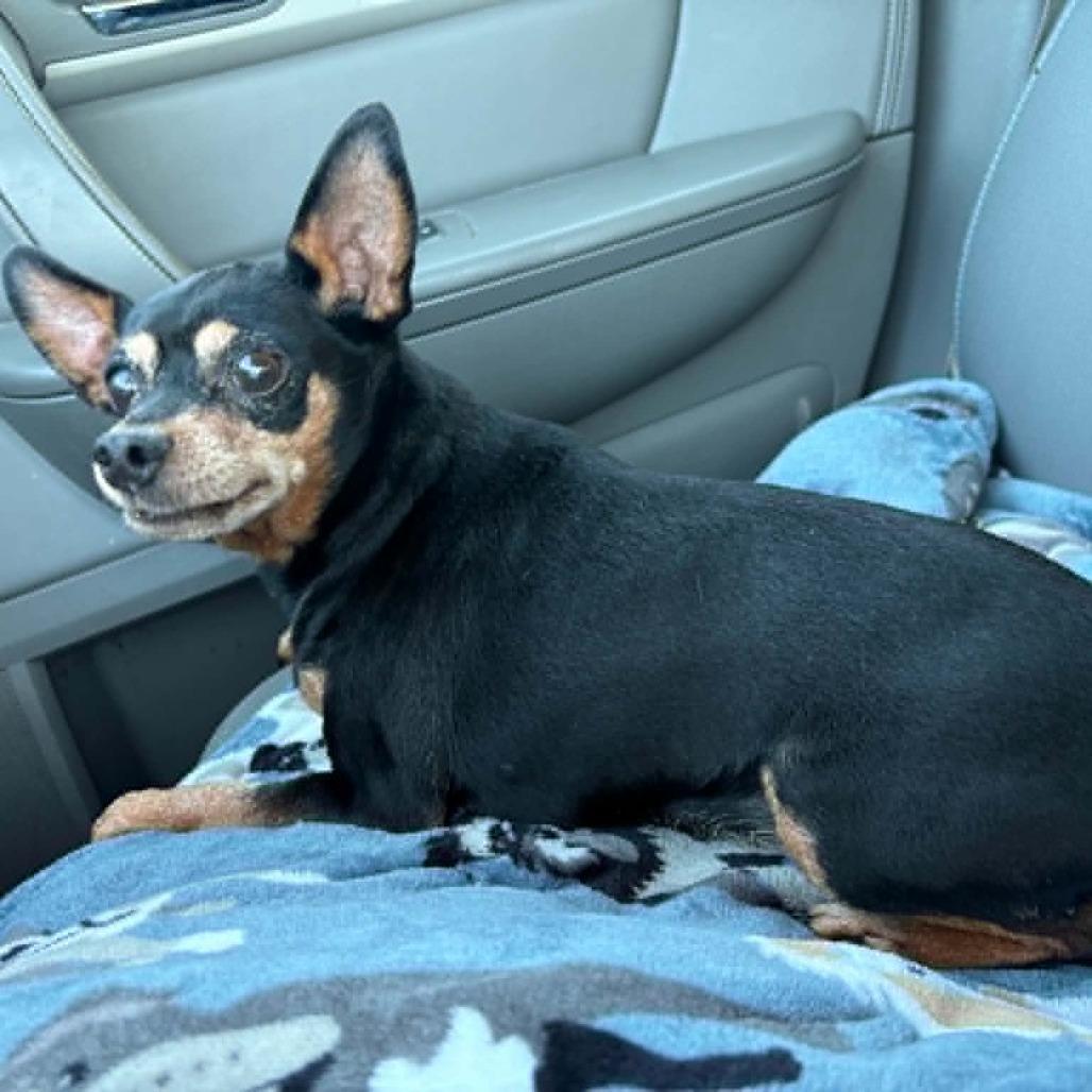 Lulu, Adoptable, Senior Female Miniature Pinscher.