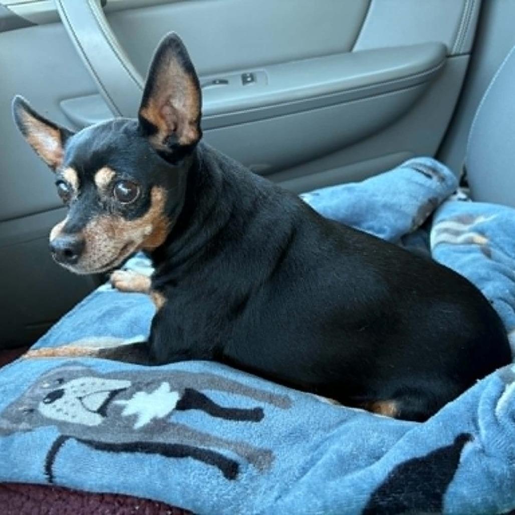 Enlarge Lulu, a Adoptable Miniature Pinscher in Elbow Lake, MN image 2/2