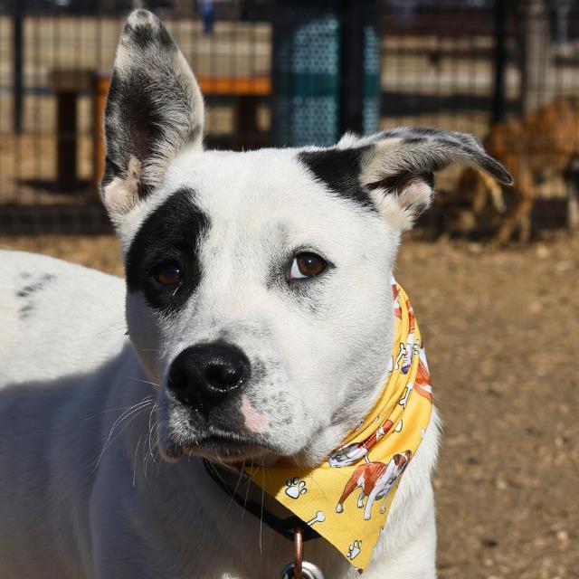 LALO, Adoptable, Young Male American Staffordshire Terrier.