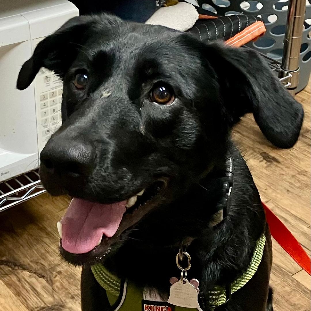 Dog for adoption Penny, a Labrador Retriever in Gastonia, NC Petfinder