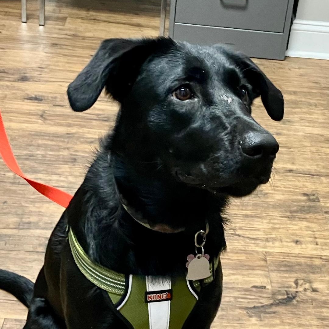 Dog for adoption Penny, a Labrador Retriever in Gastonia, NC Petfinder