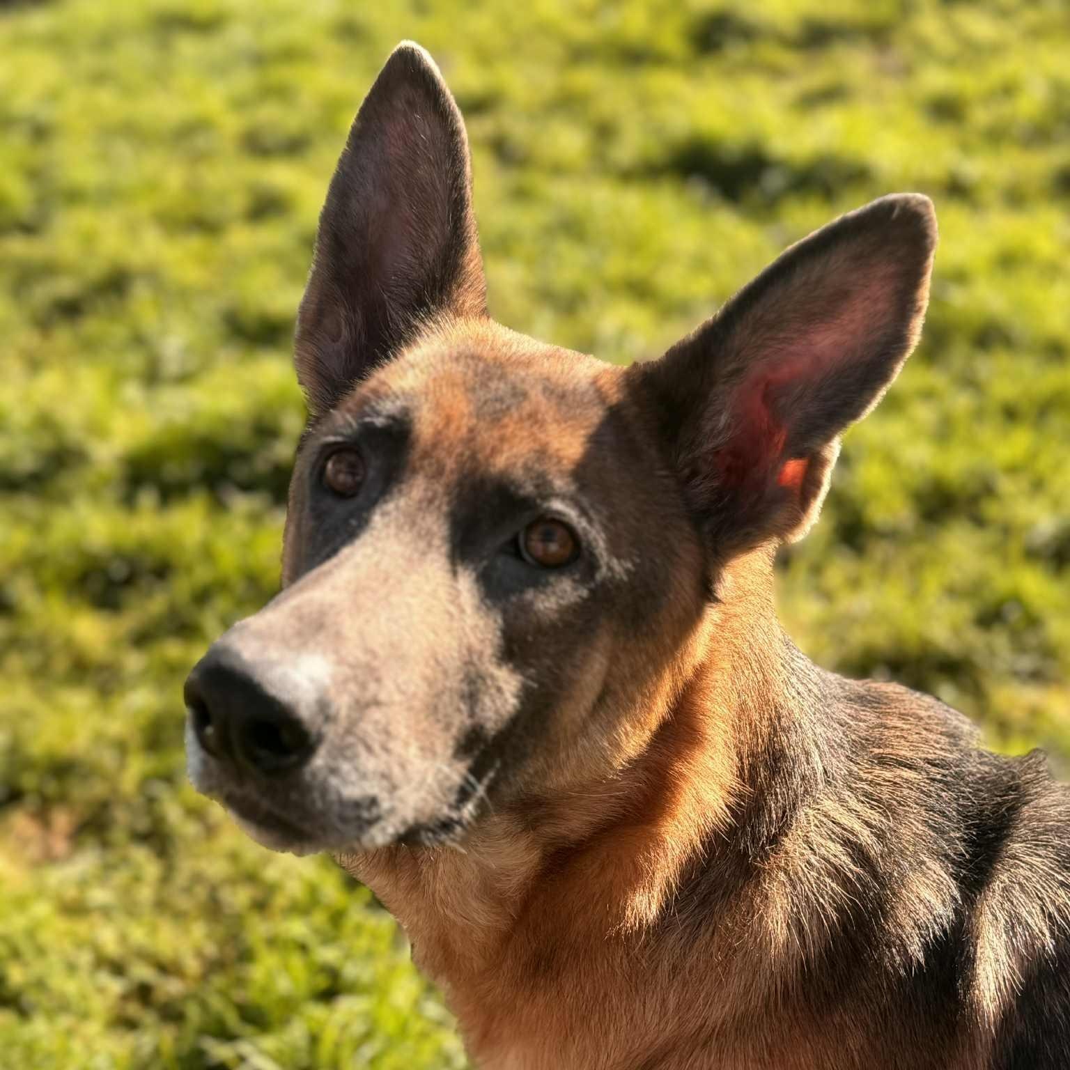 Enlarge Storm, a ADOPTABLE German Shepherd Dog in Portland, OR image 4/6
