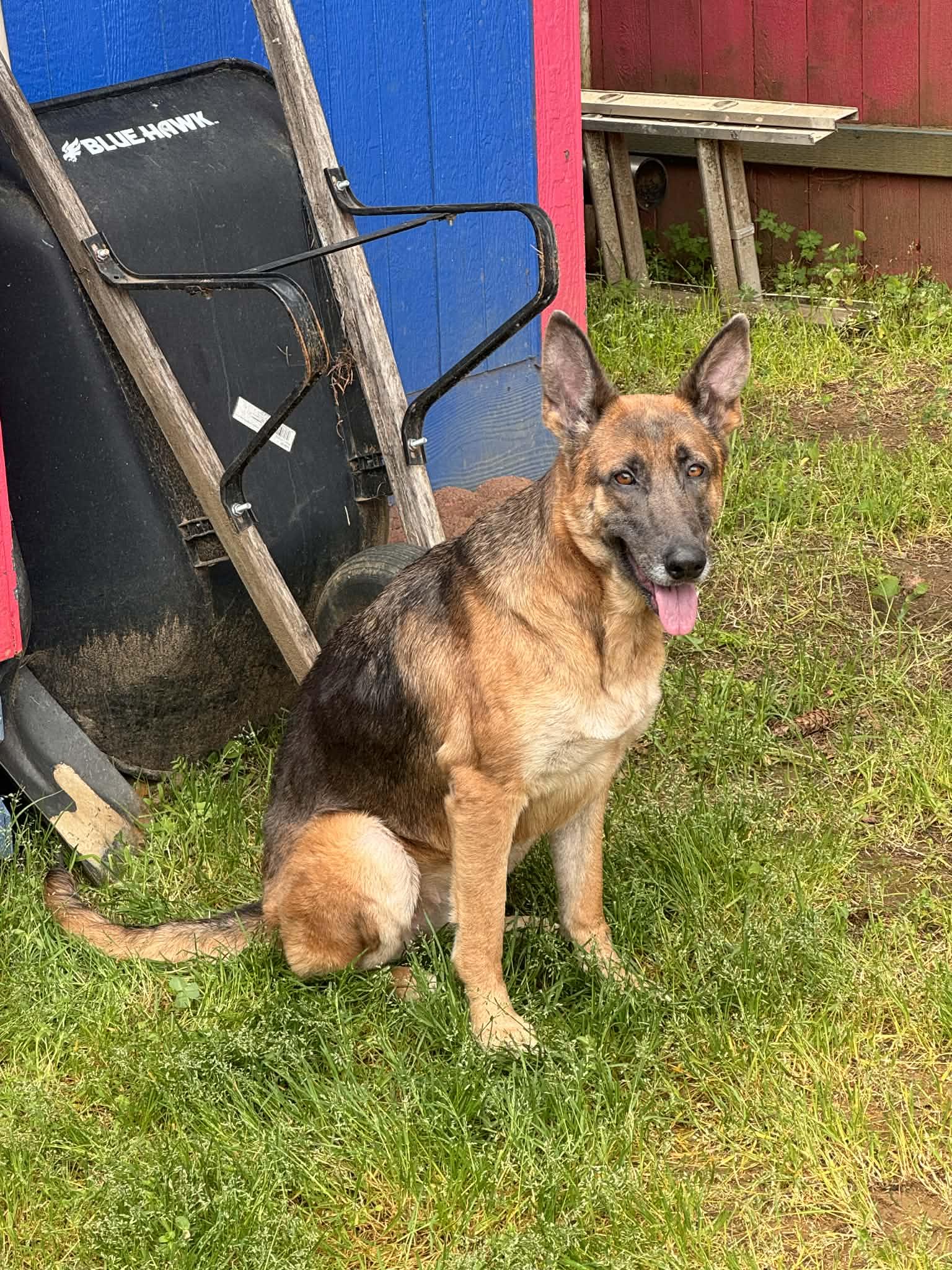 Enlarge Storm, a ADOPTABLE German Shepherd Dog in Portland, OR image 5/6