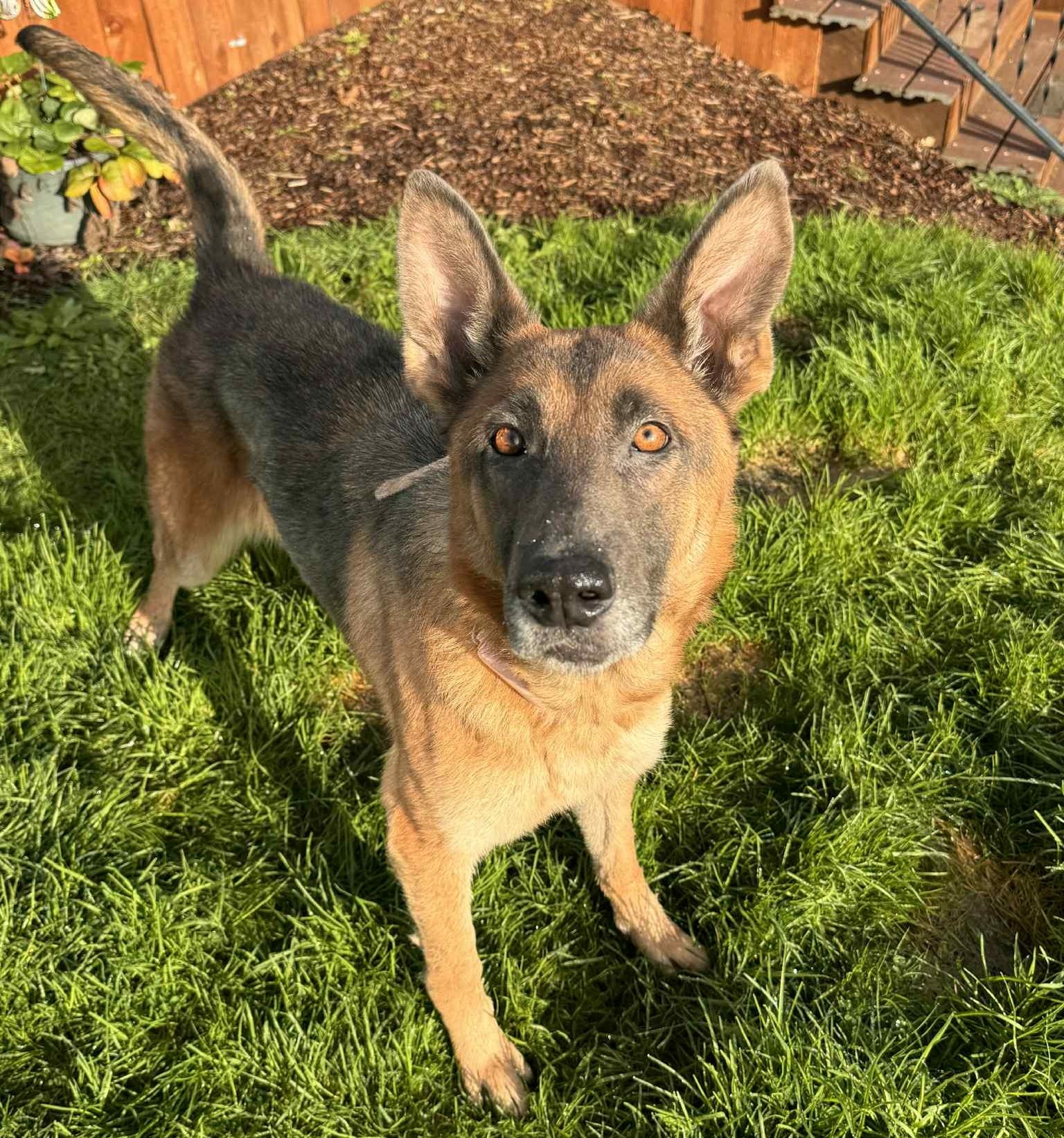 Enlarge Storm, a ADOPTABLE German Shepherd Dog in Portland, OR image 6/6