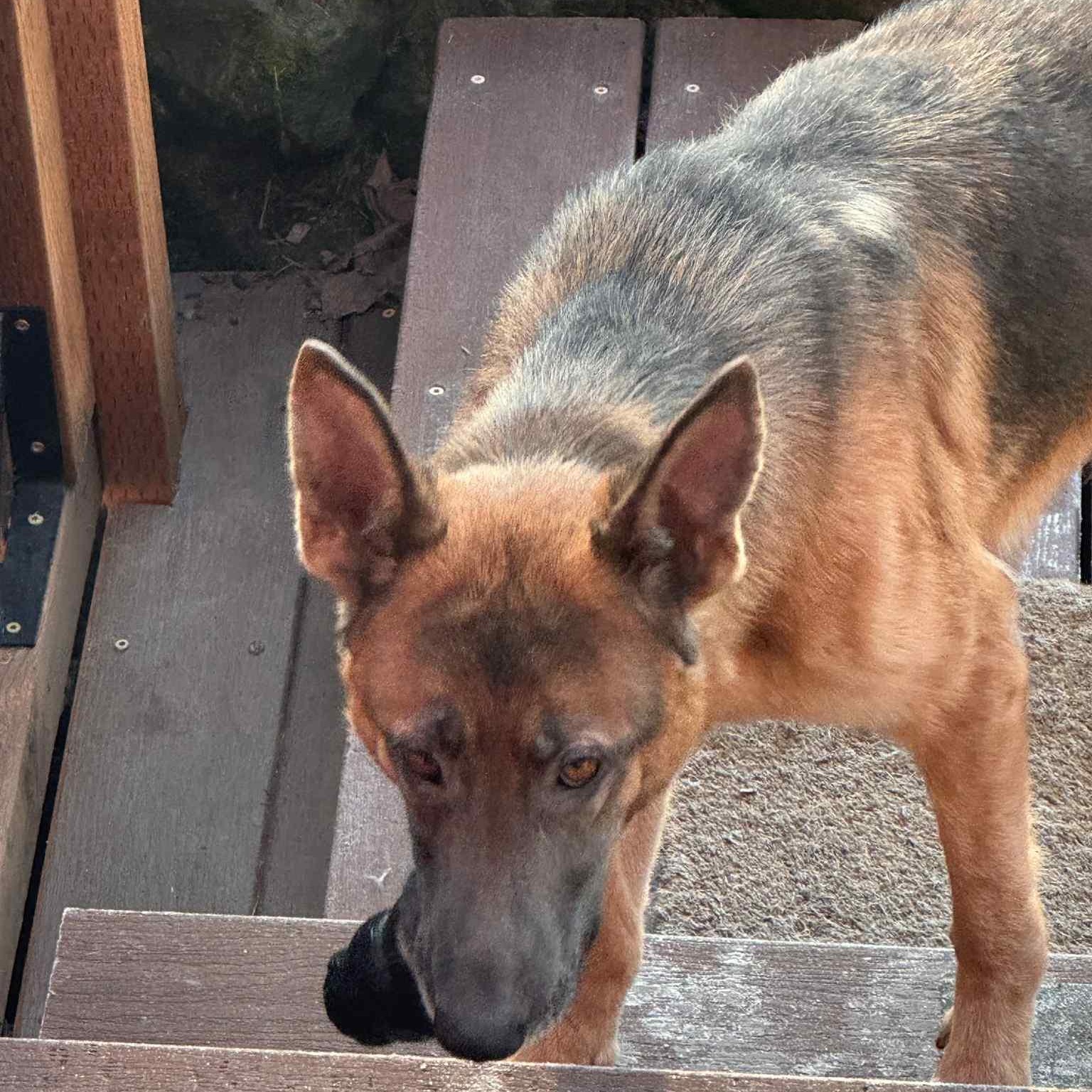 Enlarge Storm, a ADOPTABLE German Shepherd Dog in Portland, OR image 5/6