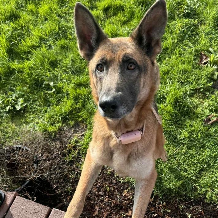 Enlarge Storm, a ADOPTABLE German Shepherd Dog in Portland, OR image 6/6