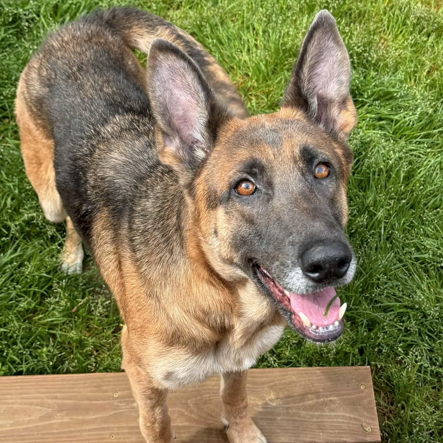 Storm, ADOPTABLE, Adult Female German Shepherd Dog.