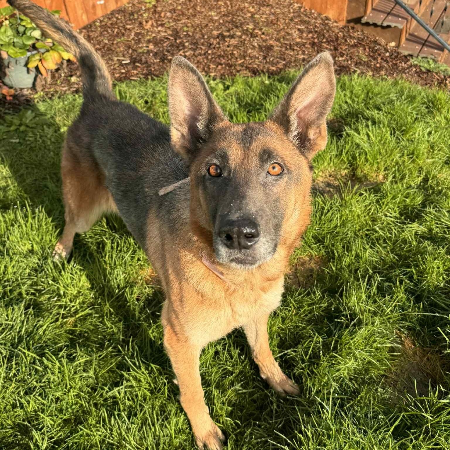 Storm, ADOPTABLE, Adult Female German Shepherd Dog.