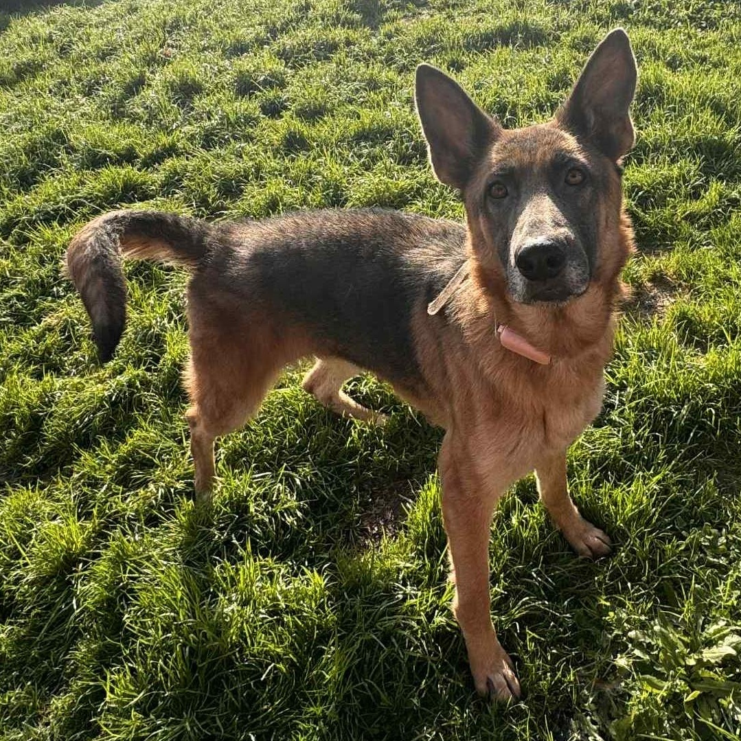Enlarge Storm, a ADOPTABLE German Shepherd Dog in Portland, OR image 3/6