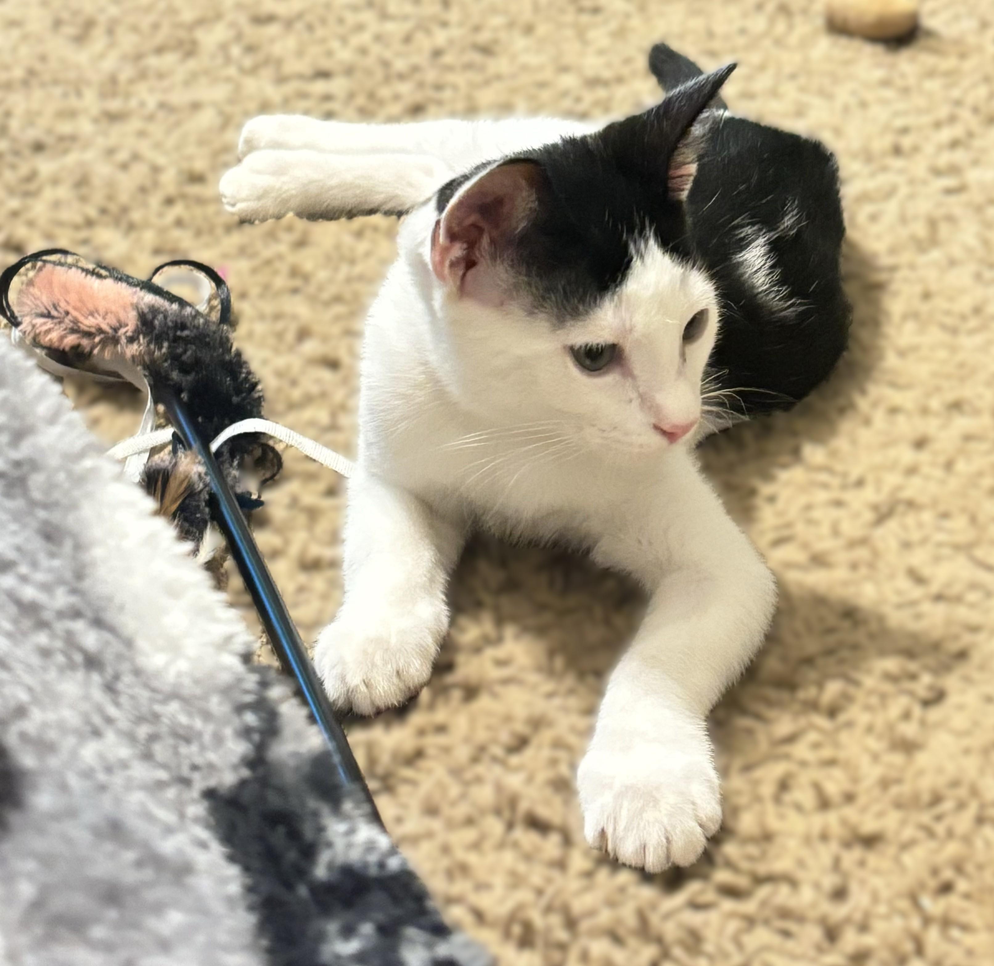 Moxy — thumbnail 3