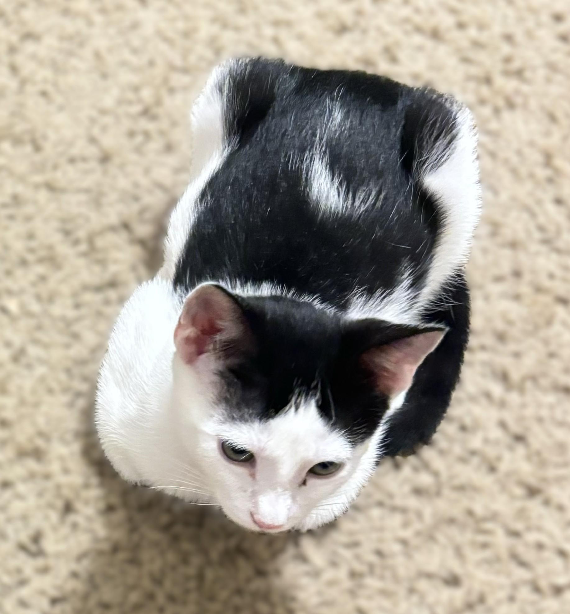 Moxy — thumbnail 4