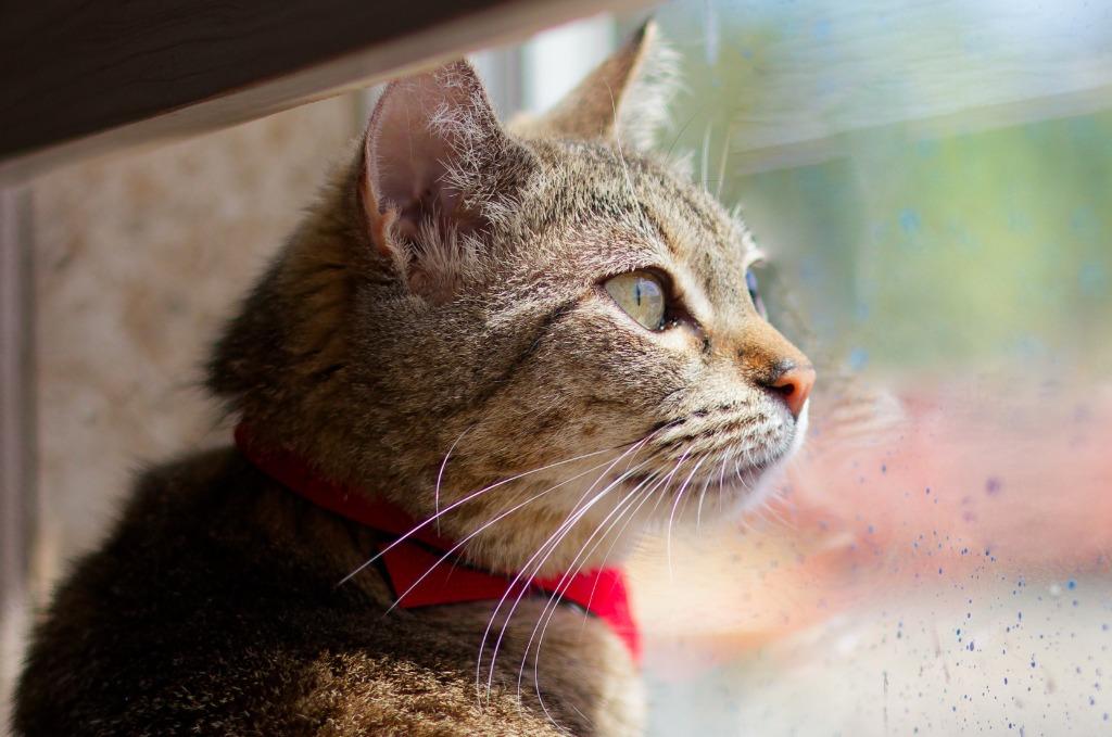 Yennefer, Adoptable, Adult Female Domestic Short Hair.