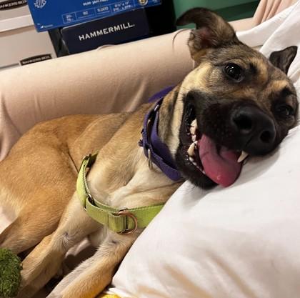 Enlarge HAZEL, an adoptable Mixed Breed in Fernandina Beach, FL image 3/4