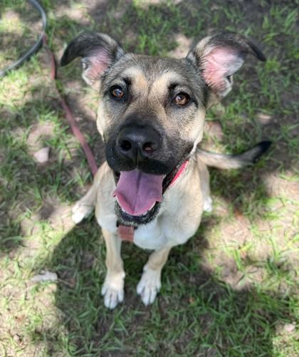 Enlarge HAZEL, an adoptable Mixed Breed in Fernandina Beach, FL image 1/4