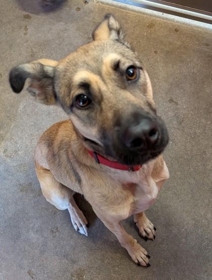 Enlarge HAZEL, an adoptable Mixed Breed in Fernandina Beach, FL image 4/4