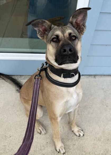 Enlarge HAZEL, an adoptable Mixed Breed in Fernandina Beach, FL image 2/4