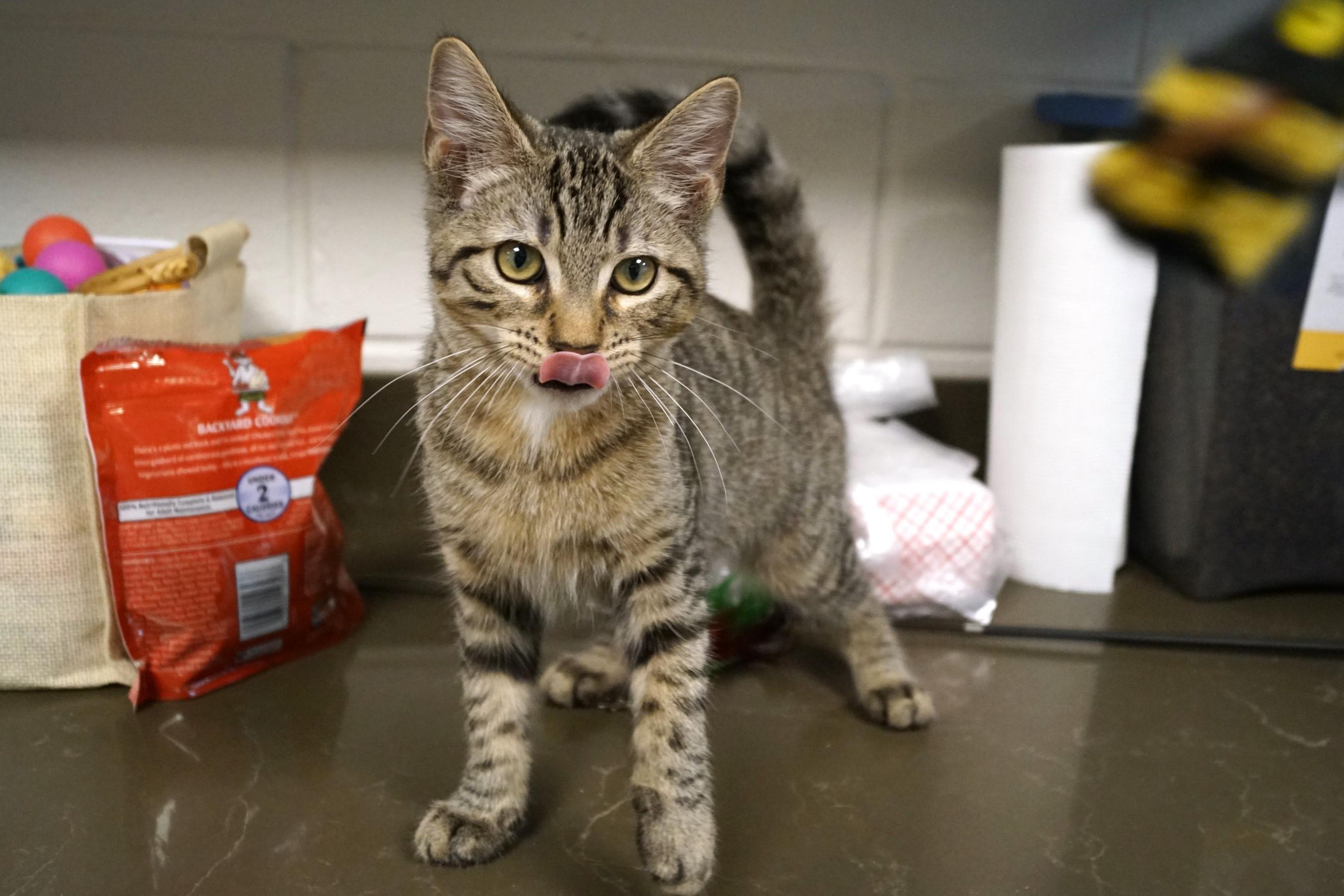 Kitten 25-7 B