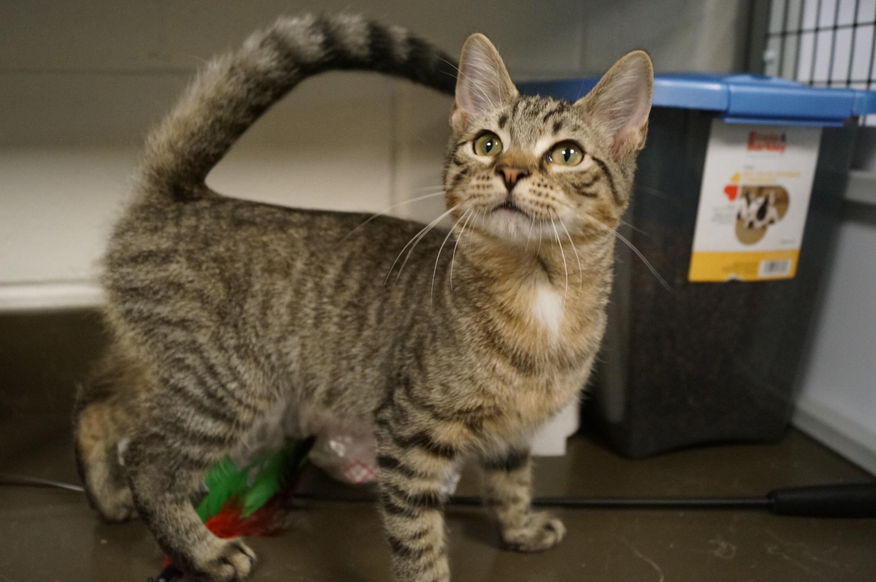 Kitten 25-7 B