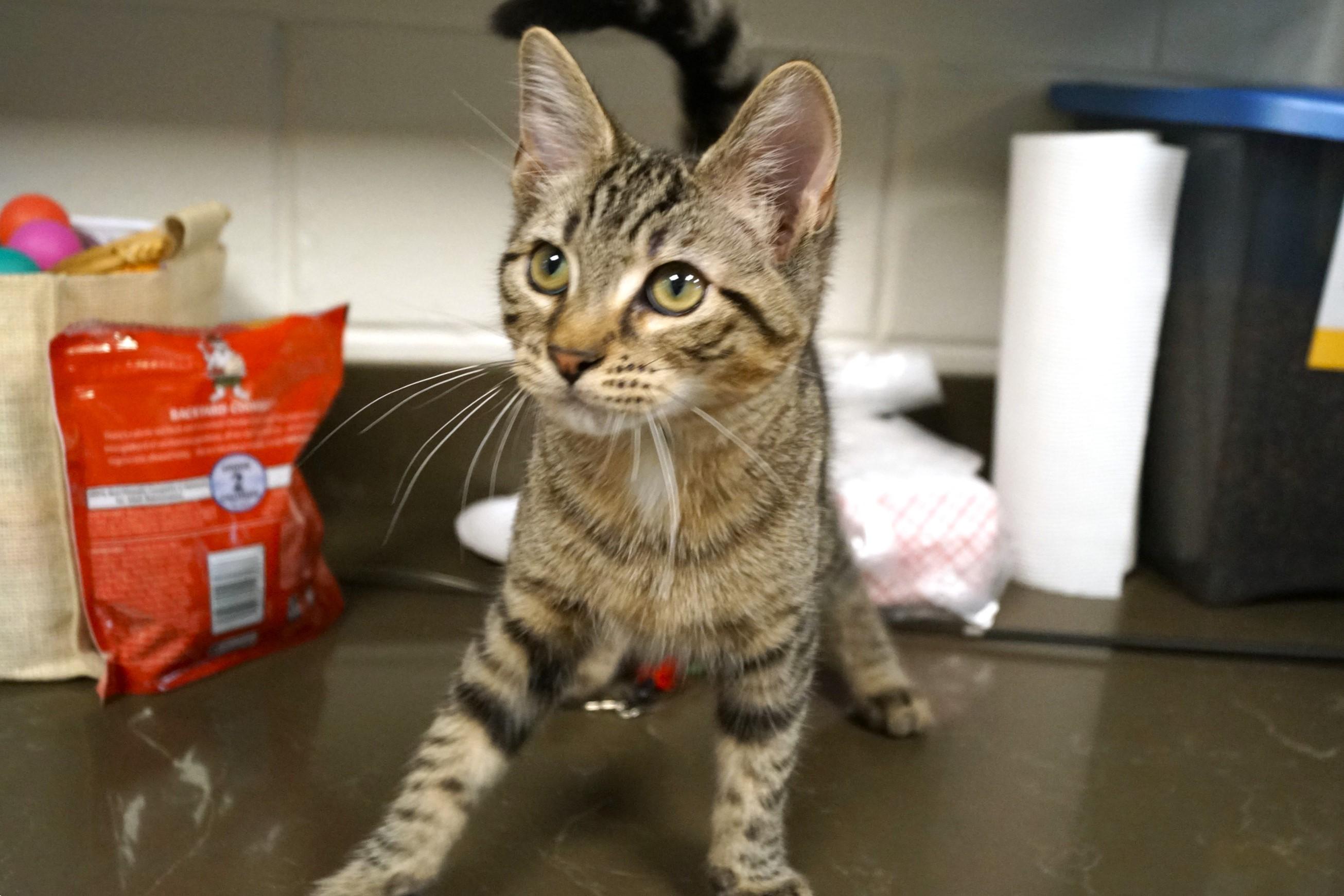 Kitten 25-7 B