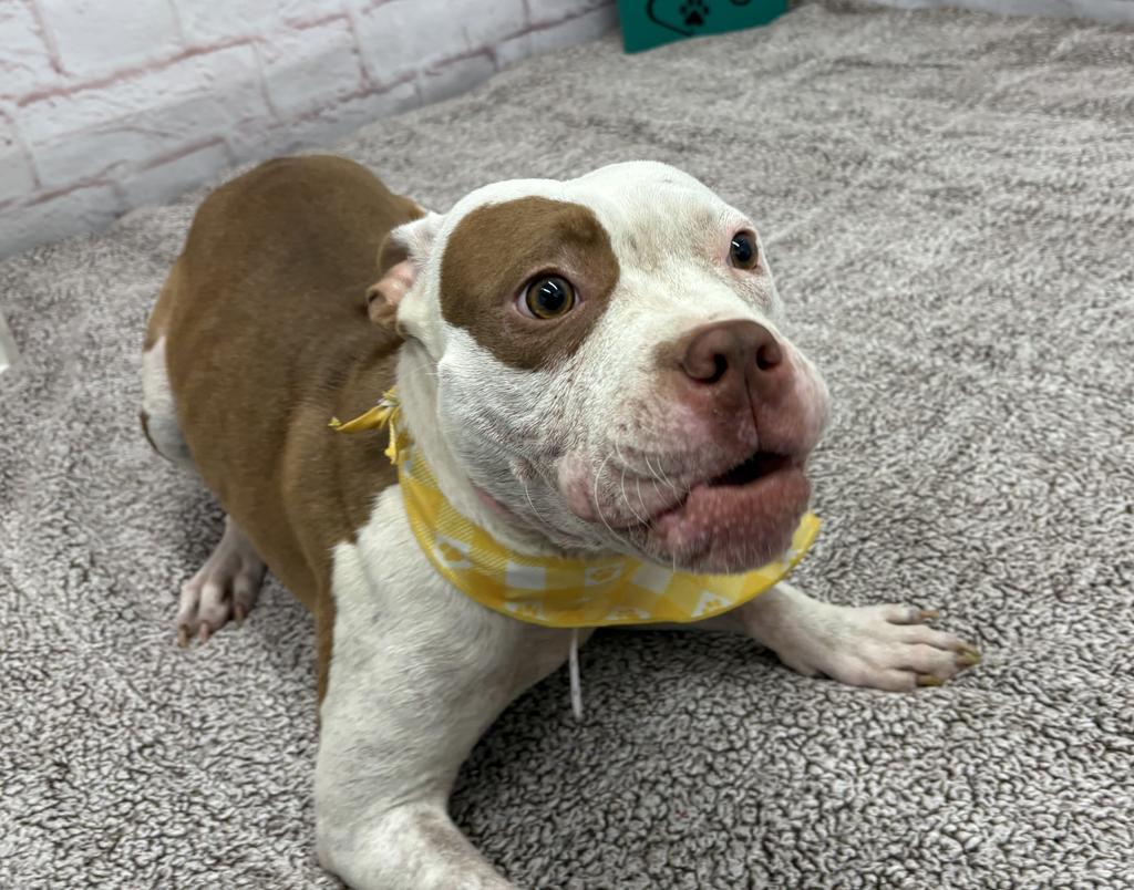 Alice Coop, Adoptable, Young Female Mixed Breed & Mixed Breed.