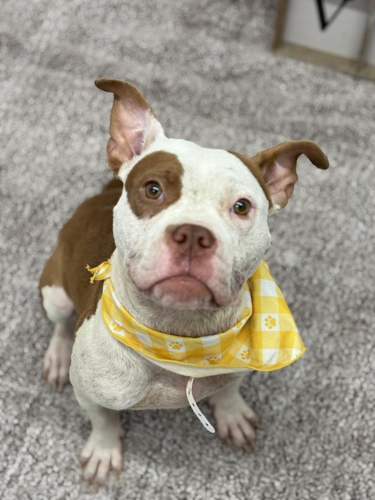 Enlarge Alice Coop, a Adoptable mixed breed in Detroit, MI image 2/6