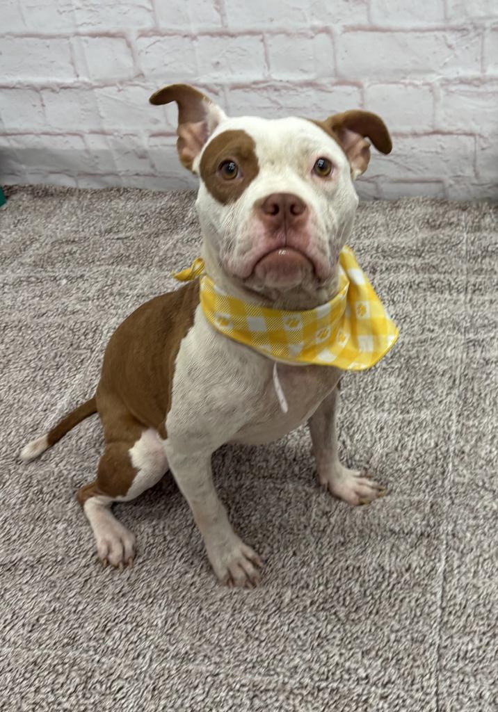 Enlarge Alice Coop, a Adoptable mixed breed in Detroit, MI image 3/6